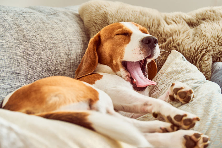 Mon chien ne se lève plus du canapé seul : causes et solutions