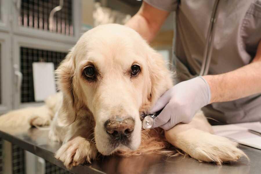 Mon chien tremble au repos : quand s'inquiéter et quoi faire ?