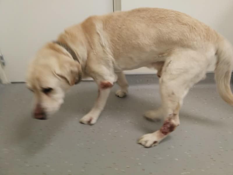 Arthrose par race de chien : quelles races sont les plus exposées ?
