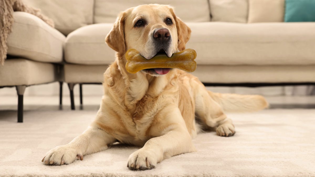 Collagène marin pour chien : vraiment mieux que le bovin ?