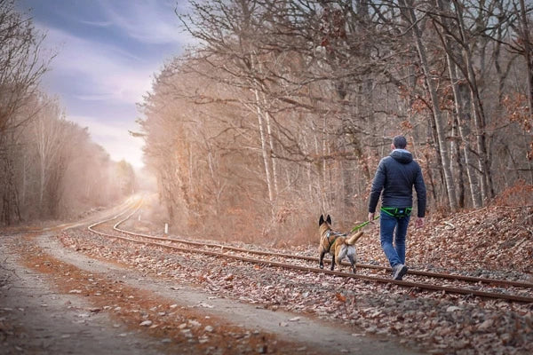 Mon chien récupère mal après l'effort : arthrose précoce ou simple fatigue ?