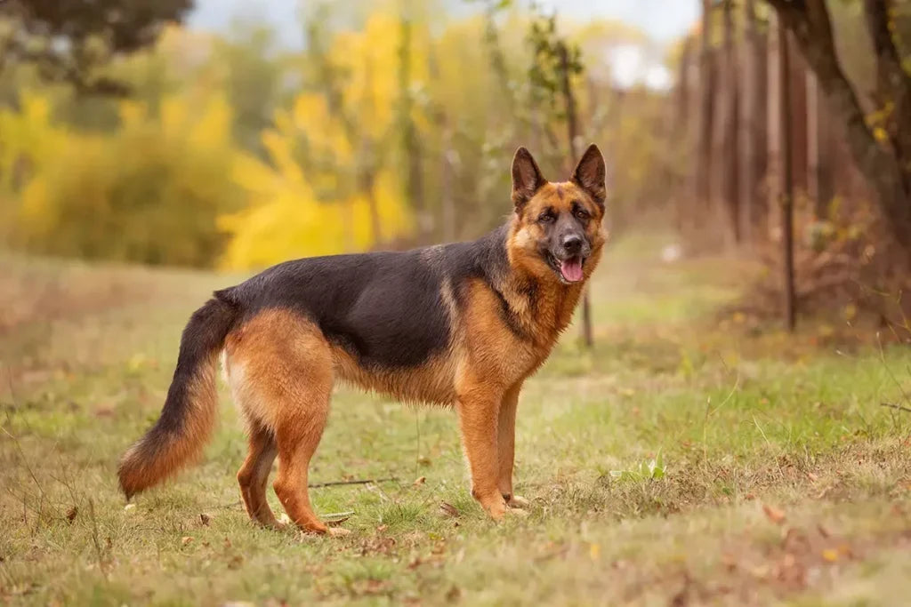 Chien de berger et articulations : soutenir le chien de travail au quotidien