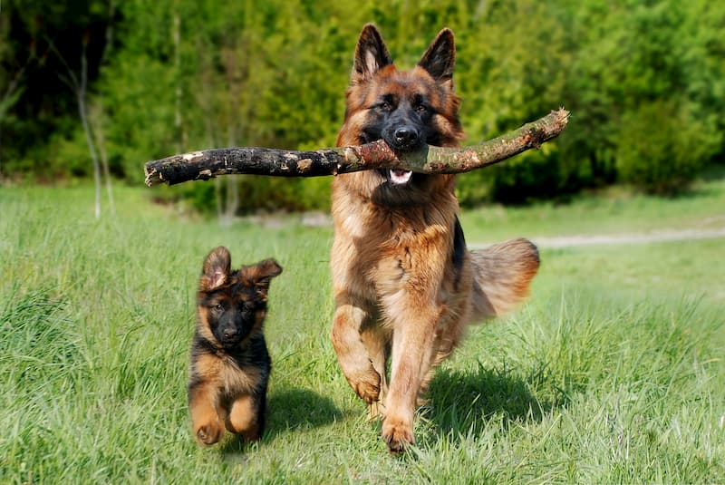 Collagène pour chien : 8 mythes vs 8 réalités