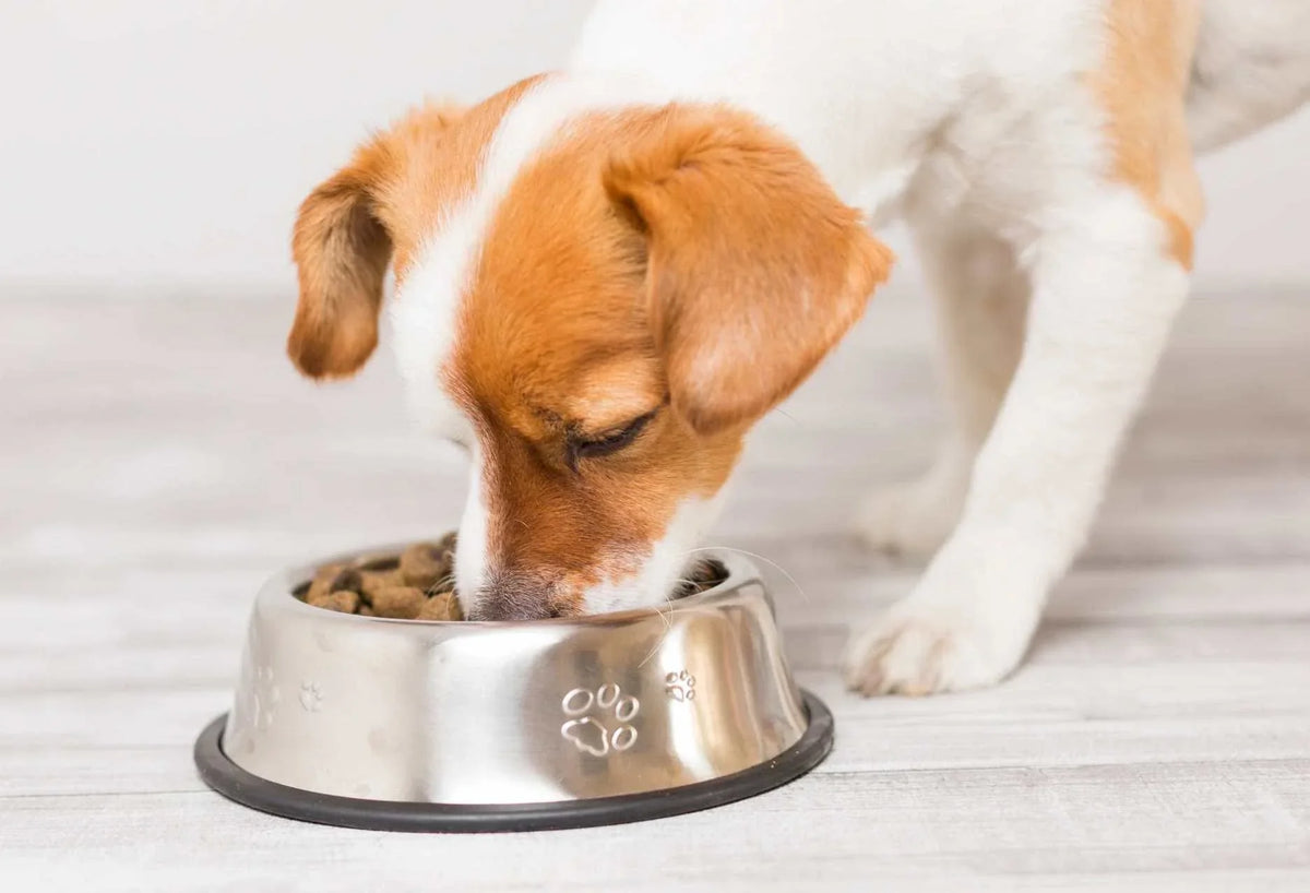 Collagène et alimentation : à quel moment de la journée donner le complément à son chien ?