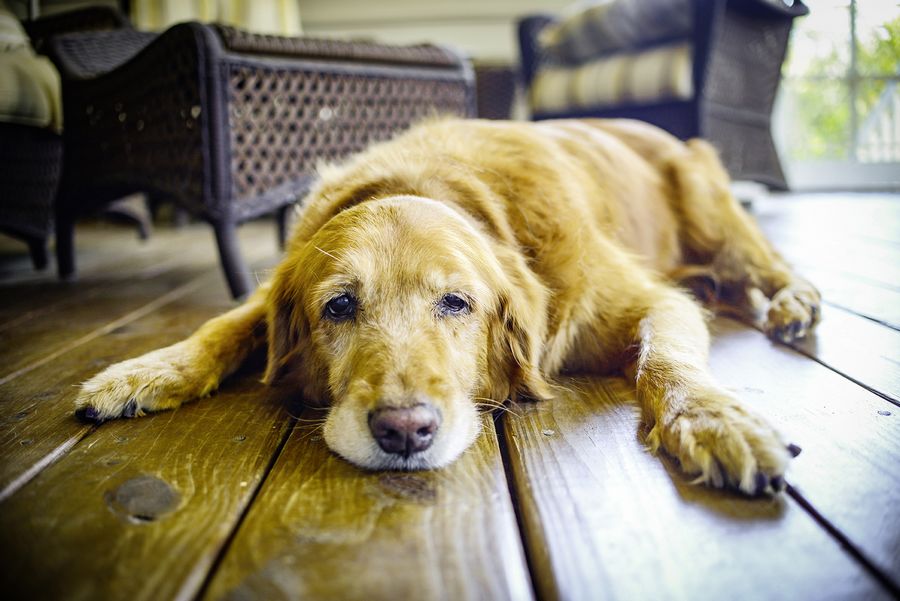 Collagène pour chien : 20 questions rapides, 20 réponses nettes