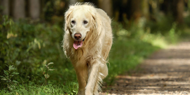 Chien de chasse et articulations : soutenir la récupération pendant la saison