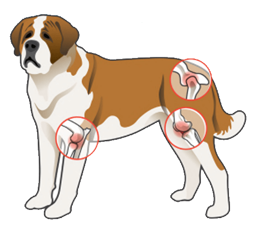 Arthrose du chien : remèdes naturels efficaces et idées reçues à éviter