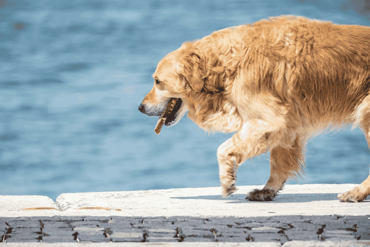 Échelle de qualité de vie du chien articulaire : 10 critères