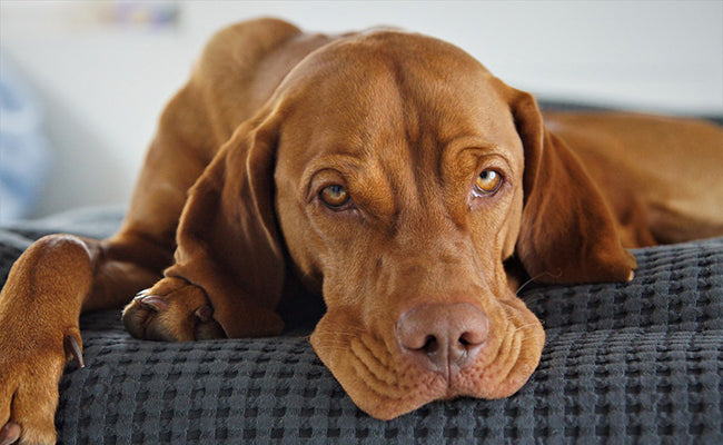 Soulager la douleur de son chien naturellement : ce qui fonctionne vraiment
