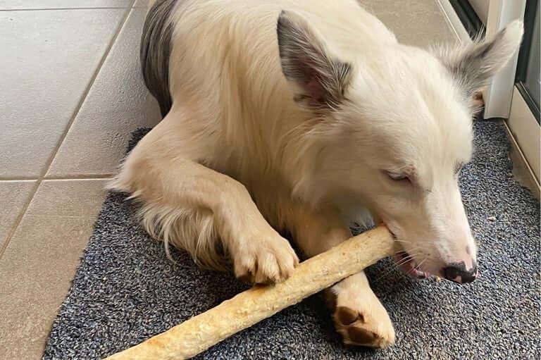 Bâton de collagène pour chien : ce que c'est vraiment