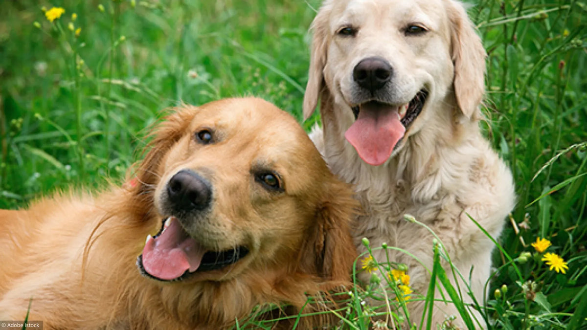 Collagène pour chien : quel dosage selon le poids, l'âge et l'objectif ?