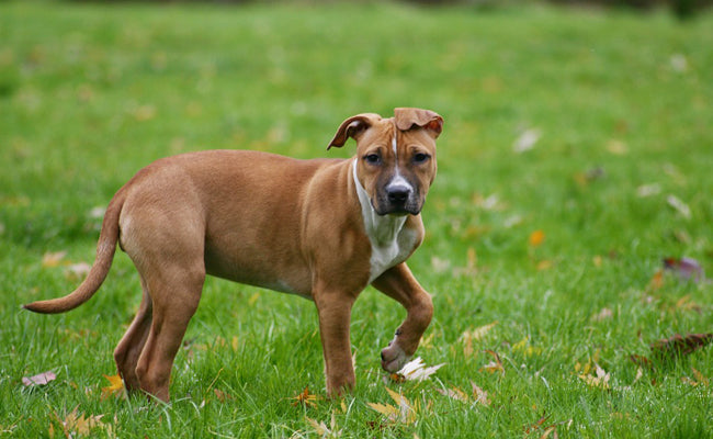 Comment le collagène agit sur le cartilage du chien : 3 schémas
