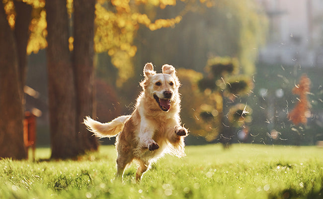 Checklist complète : évaluer la santé articulaire de votre chien en 15 points