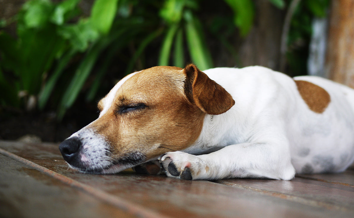 Mon chien ne se couche plus normalement : causes articulaires