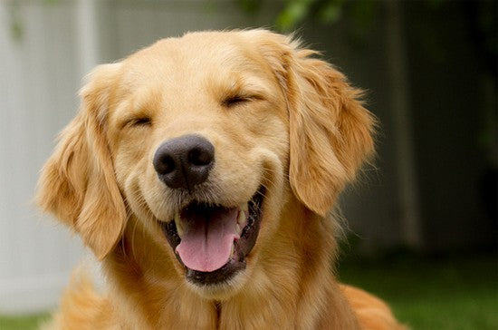 Collagène pour chien : combien de temps pour voir les résultats ?