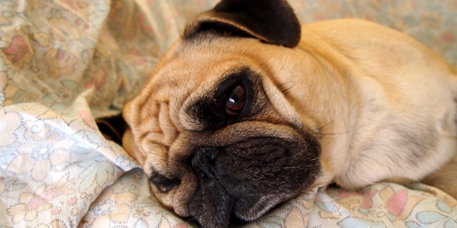 Mon chien est faible et sans énergie : 7 causes articulaires à identifier