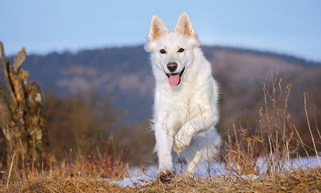 Conservation et stabilité du collagène pour chien : guide pratique