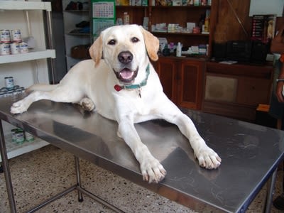 Chien et humidité : pourquoi l'humidité aggrave les douleurs articulaires