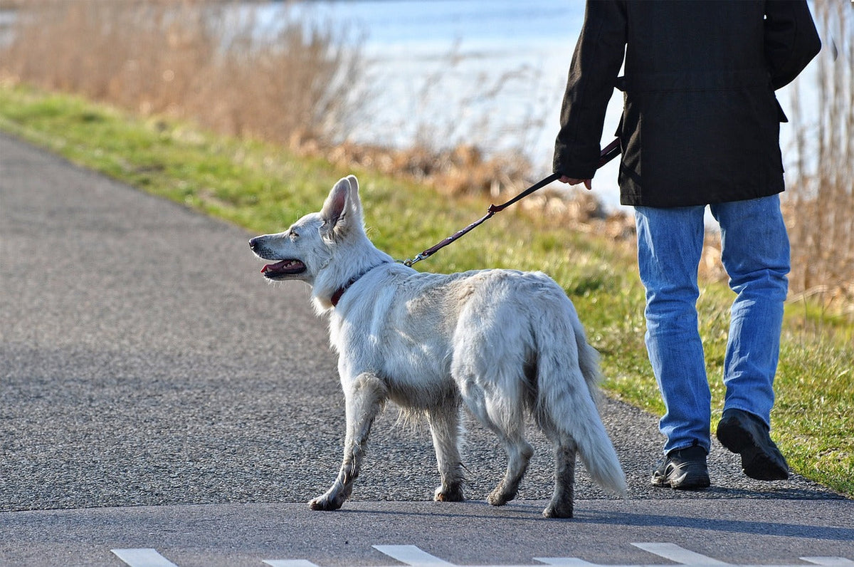 Mon chien ne supporte plus les longues marches : causes articulaires