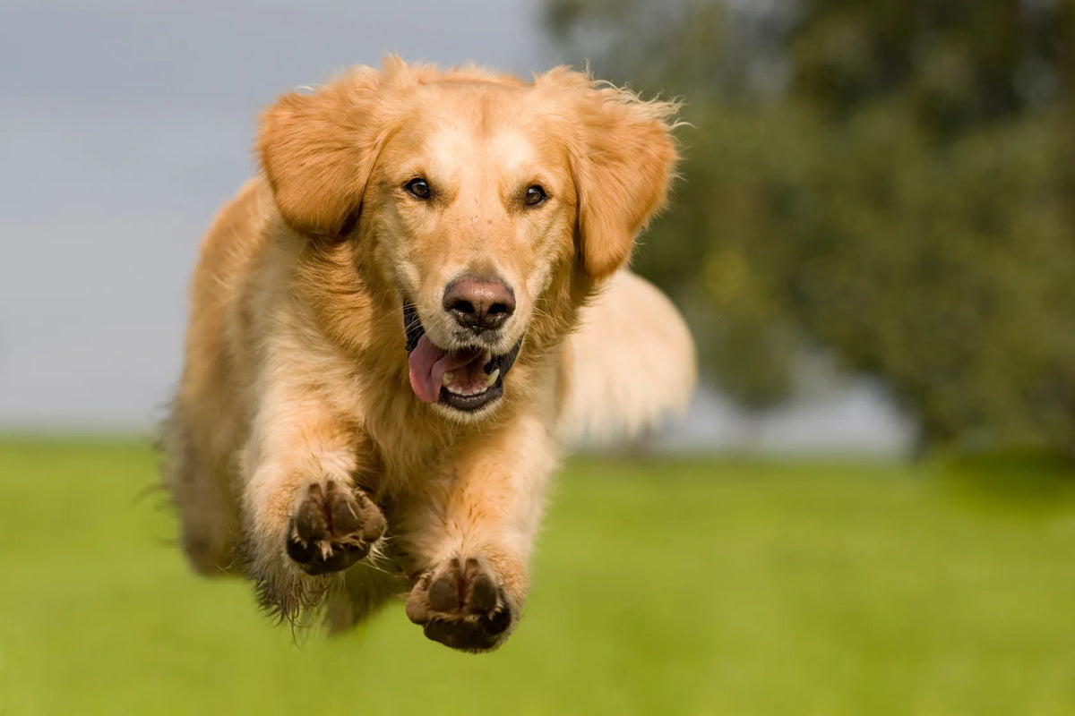 Collagène pour chien : tableau de comparaison des marques