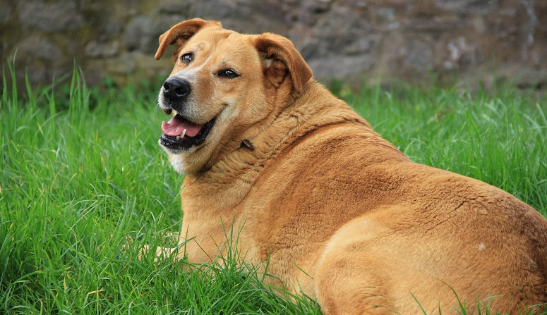 Mon chien est en surpoids : quel impact réel sur ses articulations et par où commencer ?