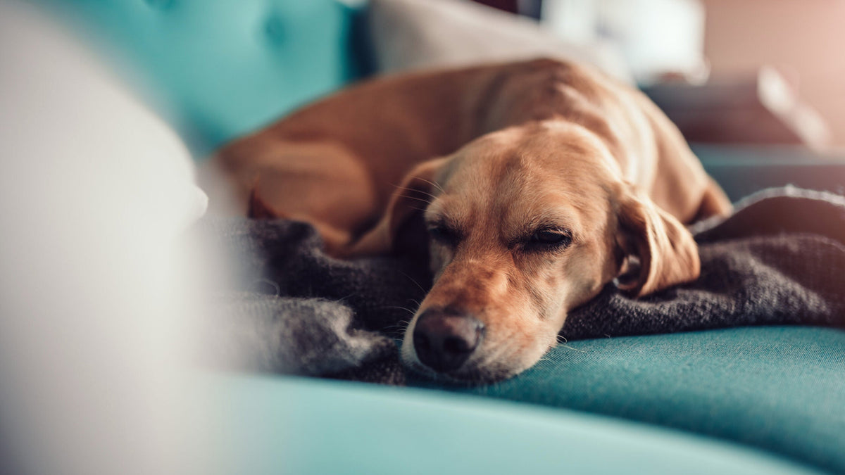 Mon chien n'arrive plus à monter sur le canapé : causes et quoi faire