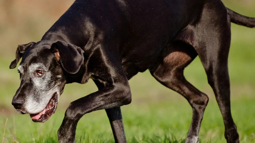 Les 4 stades de l'arthrose du chien : échelle de gravité