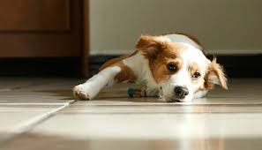 Mon chien glisse sur le carrelage : que faire ?