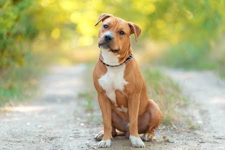Combien coûte le collagène pour chien par mois ? Tableau de coût réel