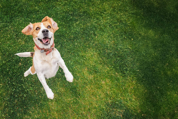 Collagène liquide ou comprimés pour chien : lequel choisir vraiment ?