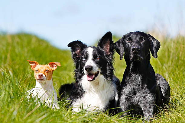 Collagène Kriath : suivi de 3 chiens sur 12 semaines (étude de cas)