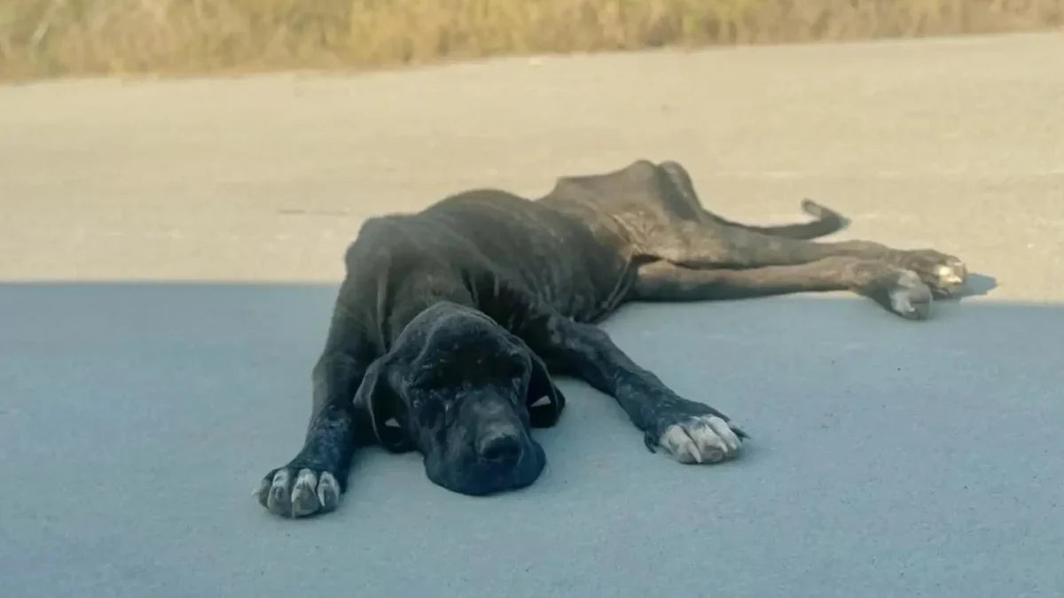 Mon chien est faible et sans tonus : fatigue, douleur ou vieillissement ?