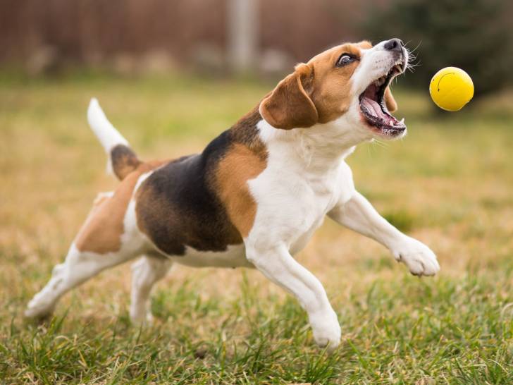 Mon chien joue différemment qu'avant : 6 postures qui signalent une gêne articulaire