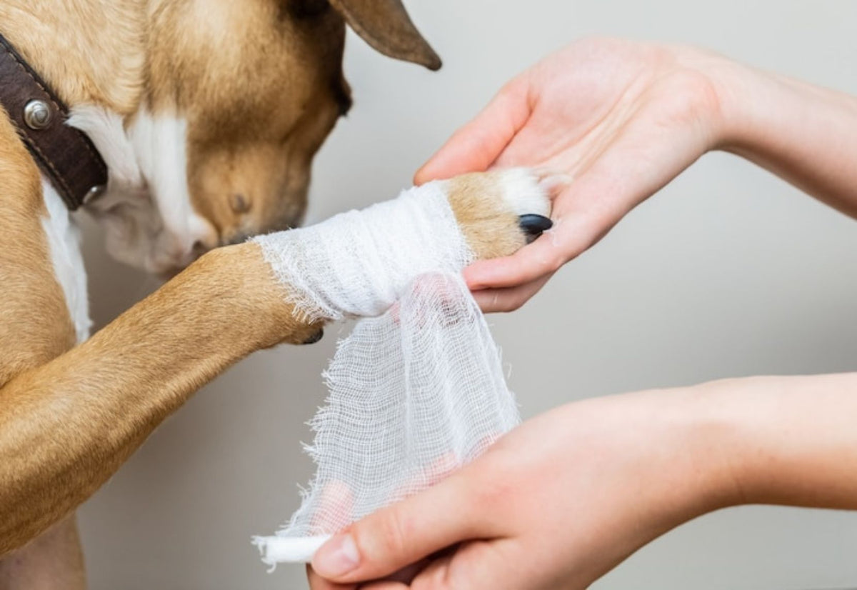 Pourquoi mon chien boite le matin et pas le soir ?