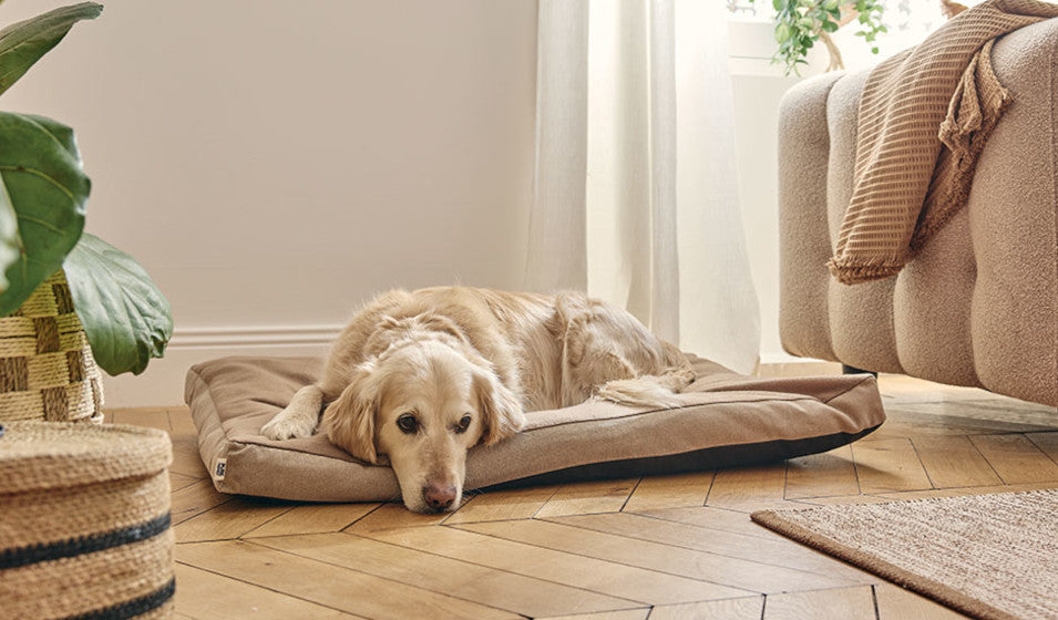 Mon chien ne se retourne plus dans son panier : signe de douleur ?