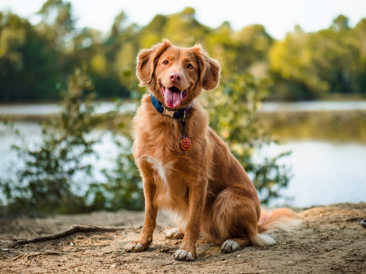 Chronologie de la santé articulaire du chien : de la naissance au senior