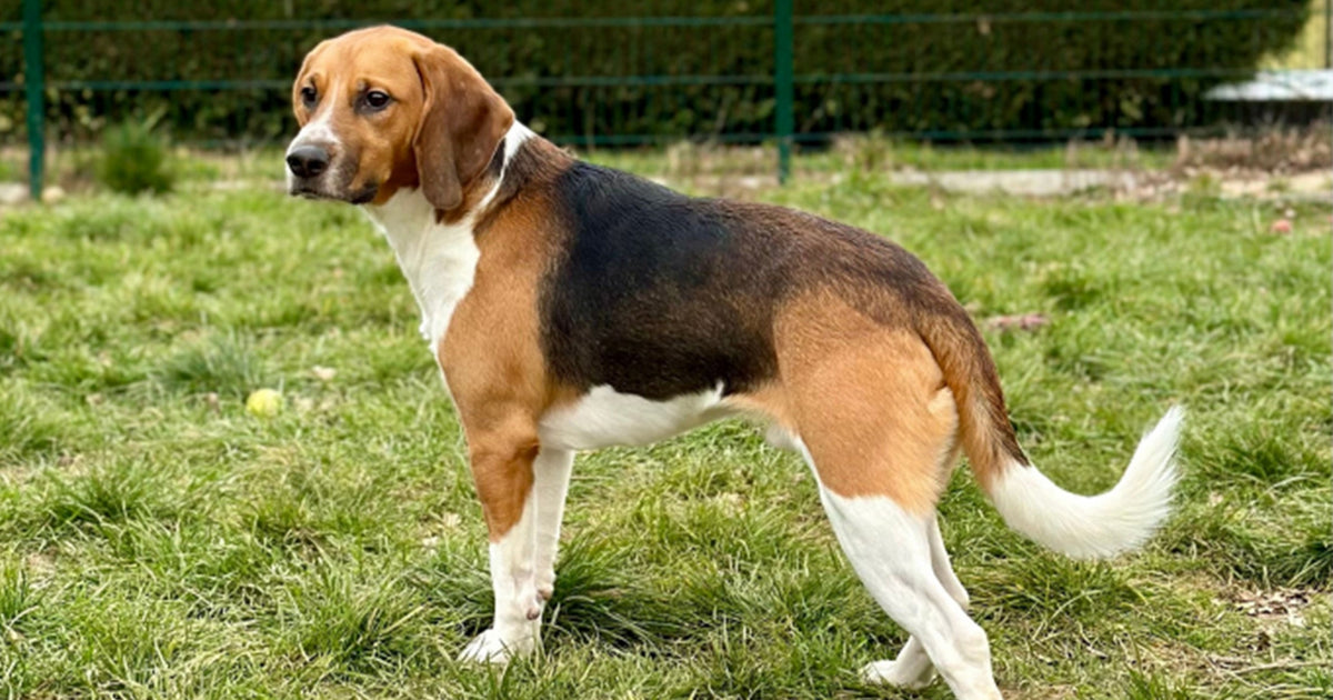 Collagène pour chien : ce que disent vraiment les études scientifiques