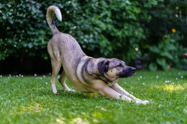 Mon chien ne s'étire plus après une sieste : signe de raideur articulaire