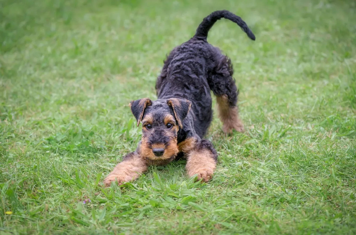 Quel collagène choisir pour son chien ? Les critères qui changent tout