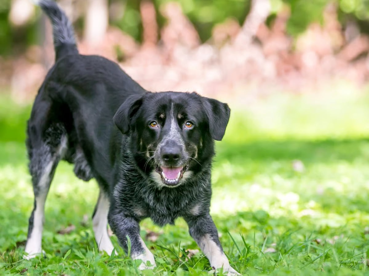 Collagène pour chien : comment décrypter une étiquette en 4 points clés ?