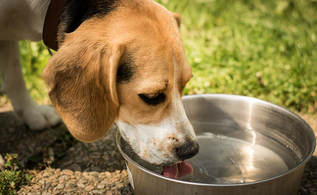Peut-on donner du collagène pour humain à son chien ?