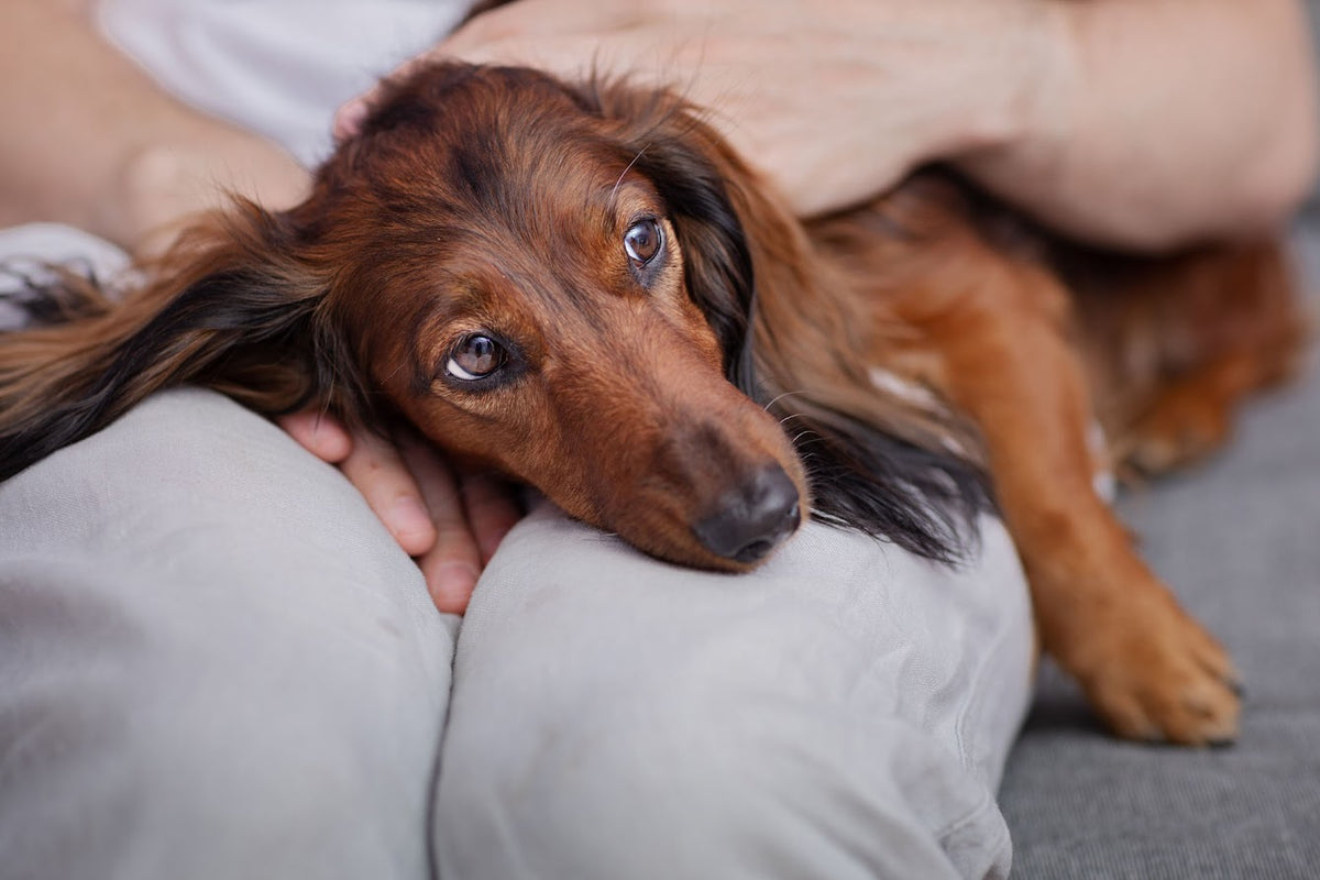 Mon chien tremble et a du mal à marcher : signe articulaire ou autre chose ?