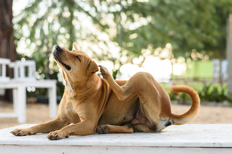 Mon chien ne se gratte plus comme avant : signe de raideur articulaire