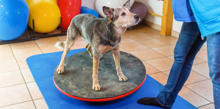 Proprioception du chien : 5 exercices par niveau de difficulté