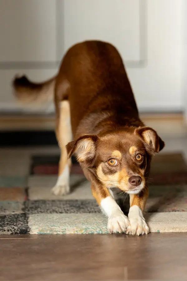 Mon chien s'étire beaucoup : signe de douleur articulaire ?