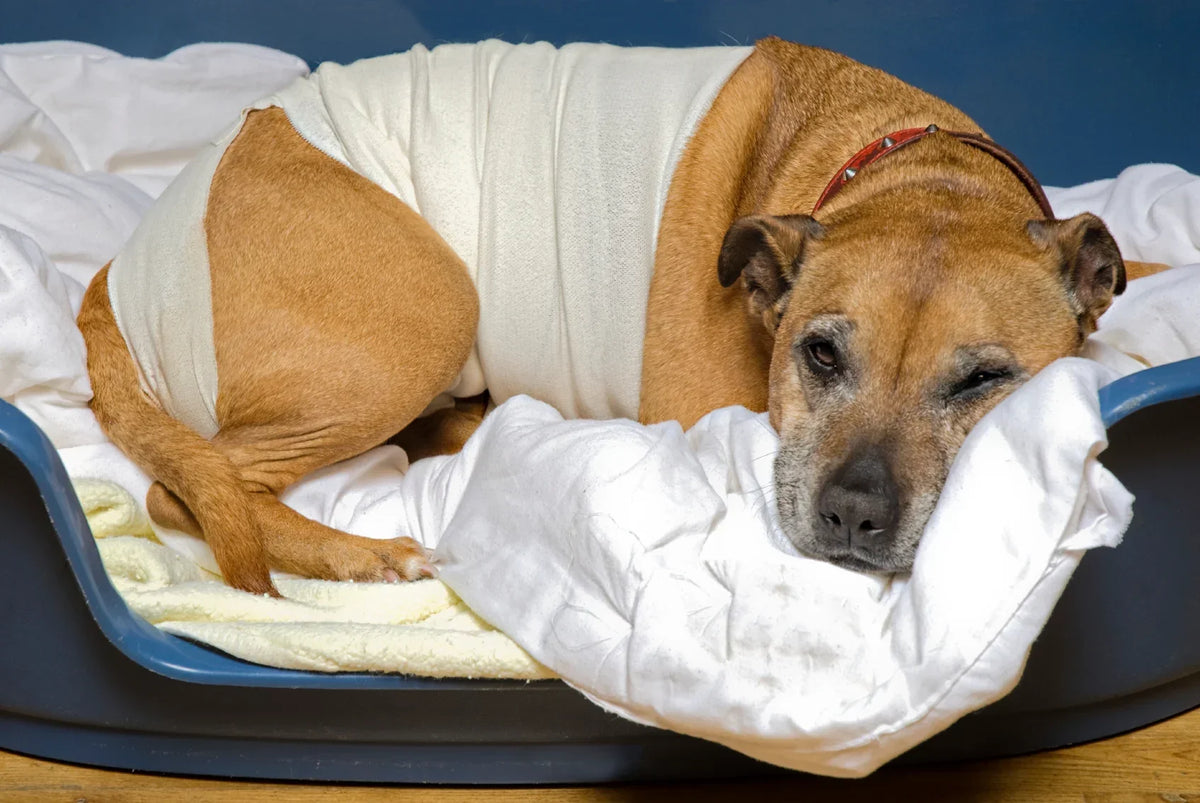 Récupération post-opératoire du chien : timeline semaine par semaine