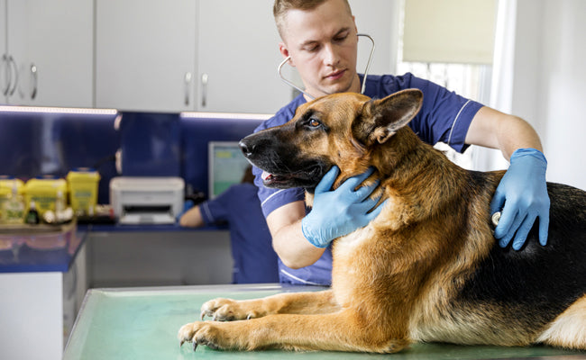 Collagène pour chien : ce que disent vraiment les vétérinaires ?