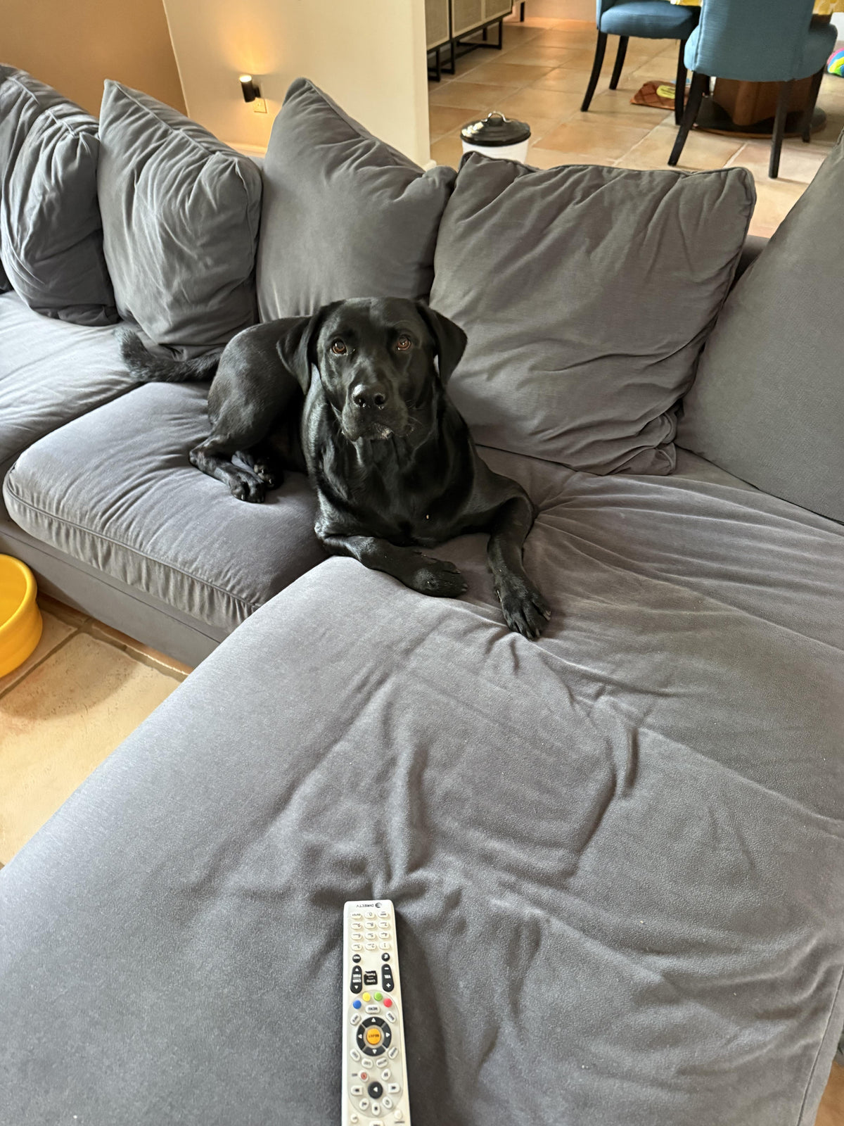 Mon chien ne saute plus sur le canapé : causes articulaires