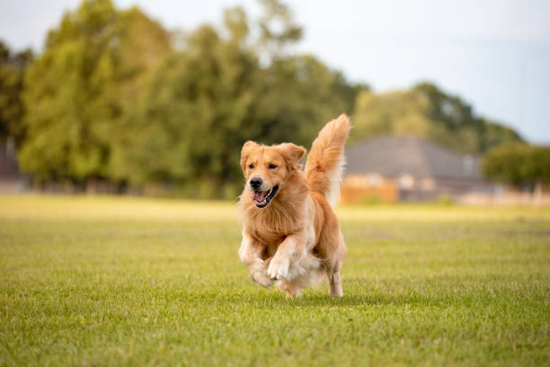 Chien heureux avec produit Souplo